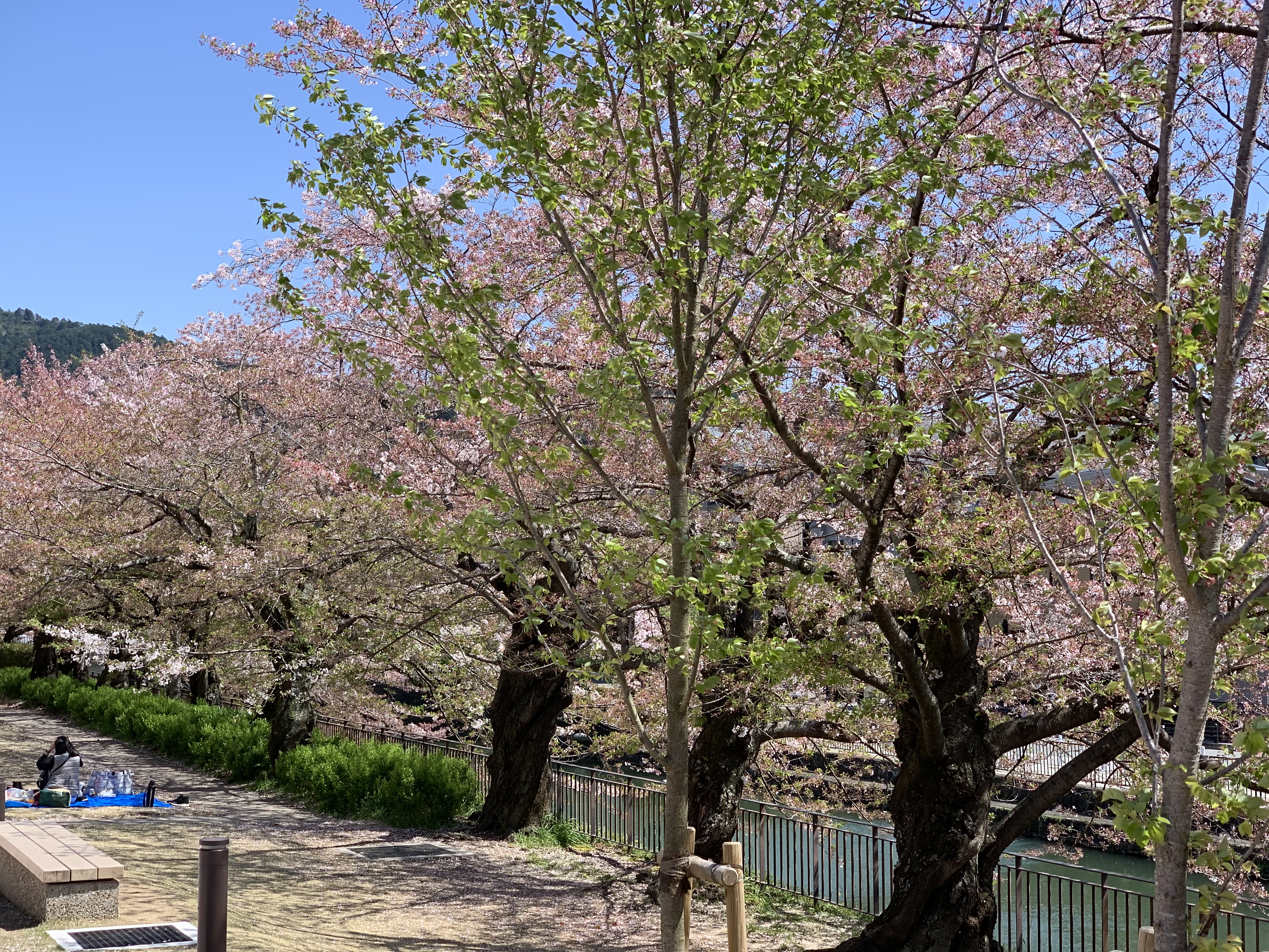 公式 京都トラベラーズ イン 京都 平安神宮前 宿泊ホテル Kyoto Travelers Inn